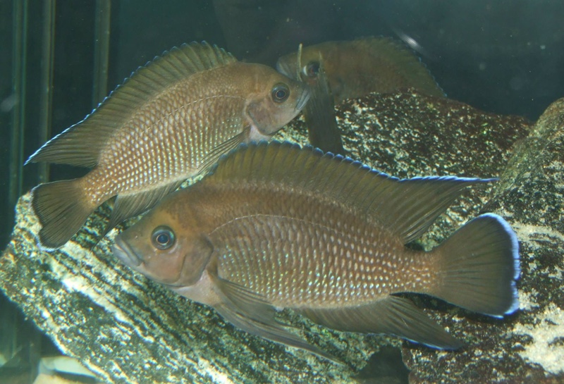 Variabilichromis moorii